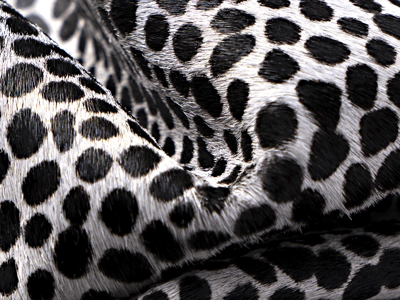 courovale_site_artigos_galeria_800x600px_pelo_01